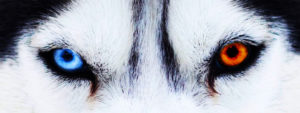 Husky eyes